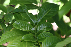 Dysoxylum malabaricum